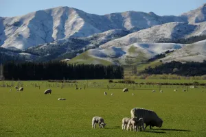 <b class=qtipBold><figcaption>New Zealand-South Island-Nature</figcaption></b><br>Lambs in front of snow capped mountains near Hanmer Springs on New Zealand's South Island. Hamner Springs is New Zealand's Alpine Spa Village, renowned for its forest and snow covered mountains, alpine rivers and therapeutic hot thermal pools. AFP PHOTO / Greg WOOD / AFP PHOTO / GREG WOOD<br><em>© Copyright Agence France-Presse (AFP) - All Rights Reserved</em> New Zealand-South Island-Nature