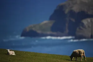 <b class=qtipBold><figcaption>New Zealand-South Island-View</figcaption></b><br>Lambs rest in a field near Cape Sanders in Dunedin. AFP PHOTO / CHRISTOPHE SIMON / AFP PHOTO / CHRISTOPHE SIMON<br><em>© Copyright Agence France-Presse (AFP) - All Rights Reserved</em> New Zealand-South Island-View