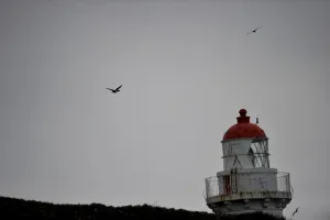 <b class=qtipBold><figcaption>New Zealand-Wildlife-Feature</figcaption></b><br>Birds fly above a lighthouse on Otago peninsula near Dunedin. AFP PHOTO / CHRISTOPHE SIMON / AFP PHOTO / CHRISTOPHE SIMON<br><em>© Copyright Agence France-Presse (AFP) - All Rights Reserved</em> New Zealand-Wildlife-Feature