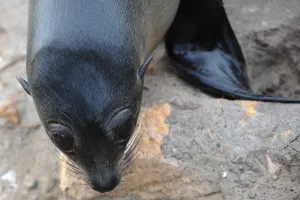 <b class=qtipBold><figcaption>New Zealand-Wildlife-Feature-Seal</figcaption></b><br>A baby fur seal walks on the rocks on the Otago peninsula near Dunedin, New Zealand. AFP PHOTO / Christophe Simon / AFP PHOTO / CHRISTOPHE SIMON<br><em>© Copyright Agence France-Presse (AFP) - All Rights Reserved</em> New Zealand-Wildlife-Feature-Seal