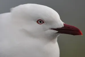 <b class=qtipBold><figcaption>Nzealand-Wildlife-Feature-Bird</figcaption></b><br>A seagull stands on a beach on the Otago peninsula near Dunedin, on September 7, 2011. AFP PHOTO / CHRISTOPHE SIMON / AFP PHOTO / CHRISTOPHE SIMON<br><em>© Copyright Agence France-Presse (AFP) - All Rights Reserved</em> Nzealand-Wildlife-Feature-Bird