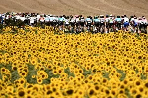 Tour De France Gallery: Pack rides through sunflower fields