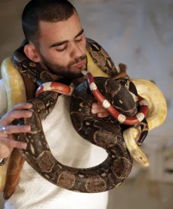Related Images Gallery: Palestinian-Animals-Snakes-Offbeat