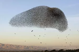 Starling Gallery: Palestinian-Israel-Nature-Animal-Bird