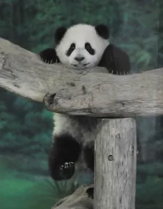 Panda Yuan Zai Public Debut Taipei City Zoo Panda Yuan Zai Public Debut Taipei City Zoo