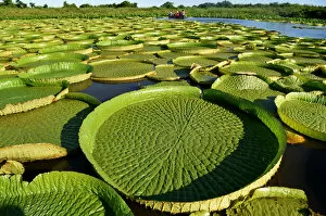 Offbeat Collection: Paraguay-Nature-Water Lily-Victoria