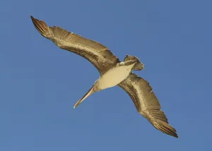 Images Dated 9th May 2009: Pelican at Floreana island
