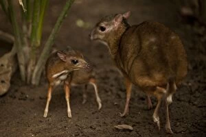 A picture taken on April 25, 2014 shows a Java mouse-deer cub, one of the world's