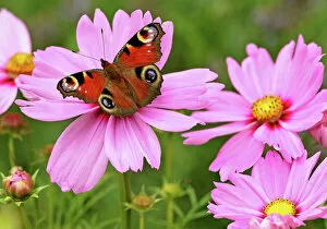 Cosmos Gallery: Poland-Nature-Butterfly
