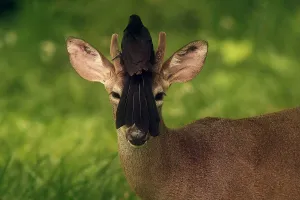Salvador-Wildlife-Animal-Deer-Bird Salvador-Wildlife-Animal-Deer-Bird