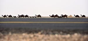 Topshots Collection: Saudi-Animal-Camel-Festival
