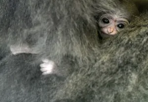 Silvery gibbon Alangalang holds her one week old baby Silvery gibbon Alangalang holds her one week old baby