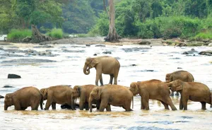 Elephant Gallery: Sri Lanka - Wildlife - Elephants