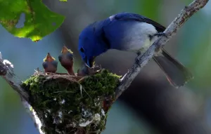 Taiwan-Animal-Birds Taiwan-Animal-Birds