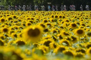 Tour De France 2015 Pack Rides Past Sunflower Field Tour De France 2015 Pack Rides Past Sunflower Field