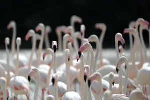 Uae-Animals-Flamingos Uae-Animals-Flamingos