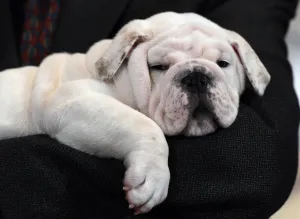 Offbeat 2015 Gallery: Us-American Kennel Club-Breeds