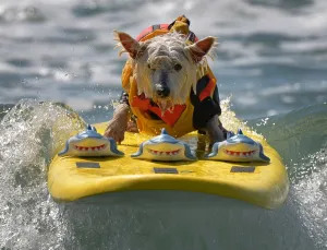 Offbeat Quirky Images Gallery: Us-Animal-Surf-Dog