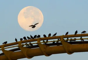 Us-California-Full Moon-Birds Us-California-Full Moon-Birds
