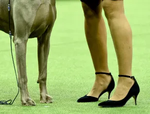 Us-Dogs-Offbeat Us-Dogs-Offbeat