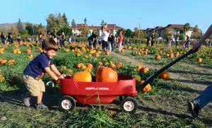 Us-Lifestyle-Holiday-Halloween Us-Lifestyle-Holiday-Halloween
