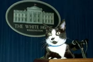 Offbeat Quirky Images Gallery: Us-Socks the Cat-White House