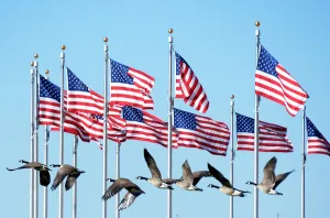 Us-Washington-Birds-Geese Us-Washington-Birds-Geese