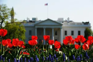 Us-Weather-Spring-Flower-White House Us-Weather-Spring-Flower-White House