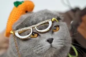 Wearing a hat and glasses a Scottish Fold cat looks on during a cat exhibition in Wearing a hat and glasses a Scottish Fold cat looks on during a cat exhibition in