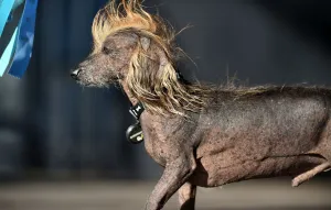World's Ugliest Dog Competition World's Ugliest Dog Competition