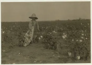 5 year old Willie Hesse picks 15 pounds of cotton a day on his parents 80 acre farm near 5 year old Willie Hesse picks 15 pounds of cotton a day on his parents 80 acre farm near
