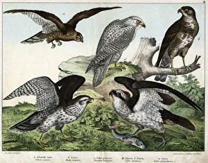 a: Eagle or royal busard, b: nozzle, c: fisherman falcon, d: Iceland falcon a: Eagle or royal busard, b: nozzle, c: fisherman falcon, d: Iceland falcon