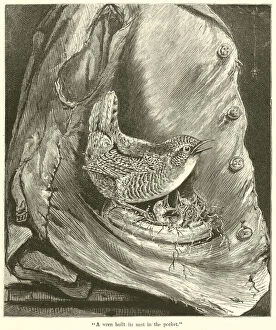 'A Wren Built its Nest in the Pocket' (engraving)