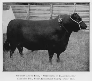 Aberdeen-Angus Bull, Wildgrave of Ballindalloch, Champion Bull Aberdeen-Angus Bull, Wildgrave of Ballindalloch, Champion Bull