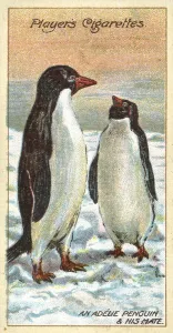 Adelie Penguin Gallery: An Adelie Penguin and His Mate (chromolitho)