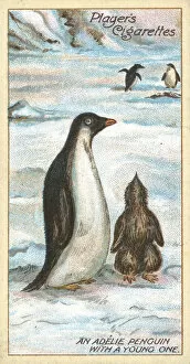 Adelie Penguin Gallery: An Adelie Penguin with a Young One (chromolitho)