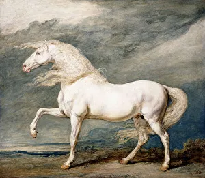 Adonis, King George III's Favourite Charger, (oil on panel) Adonis, King George III's Favourite Charger, (oil on panel)