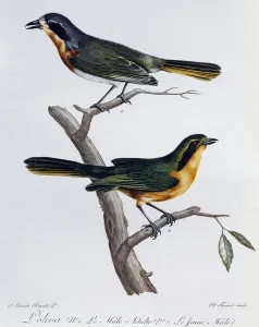 Adult male and young of Olive Bushshrike (Telophorus olivaceus) Adult male and young of Olive Bushshrike (Telophorus olivaceus)