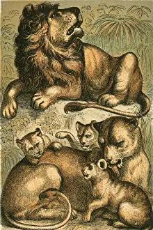 African Lion, Lioness and Cubs African Lion, Lioness and Cubs