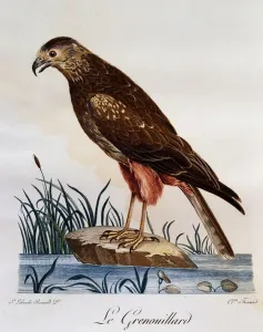 African Marsh Harrier (Circus ranivorus), engraving from Histoire Naturelle des Oiseaux African Marsh Harrier (Circus ranivorus), engraving from Histoire Naturelle des Oiseaux