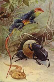 Horned Viper Gallery: Agama, Horned Viper and Sacred Beetle (colour litho)