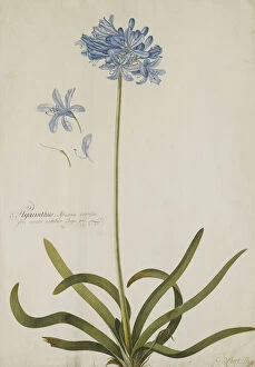 British Art Gallery: Agapanthus, (pencil and watercolour with touches of white heightening on pape)