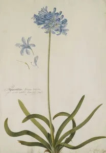 Agapanthus, (pencil and watercolour with touches of white heightening on pape) Agapanthus, (pencil and watercolour with touches of white heightening on pape)