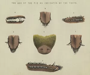 The age of the pig as indicated by the teeth (colour litho)