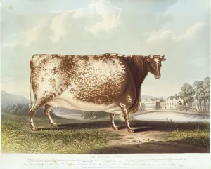 The Airedale Heifer, engraved by R. Reeve, 1820 (colour engraving) The Airedale Heifer, engraved by R. Reeve, 1820 (colour engraving)
