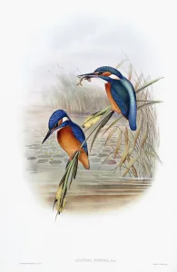 Alcedo Ispida (Common Kingfisher), 1862-1873 (hand-coloured lithograph) Alcedo Ispida (Common Kingfisher), 1862-1873 (hand-coloured lithograph)