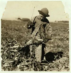 Alex Reiber aged 7 carries on topping sugar beets after hooking his knee Alex Reiber aged 7 carries on topping sugar beets after hooking his knee