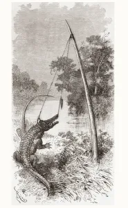 An alligator trap on the Oyapock or Oiapoque River, which forms the border of French Guiana An alligator trap on the Oyapock or Oiapoque River, which forms the border of French Guiana