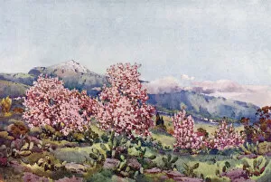 Ella Du Cane Gallery: Almond Blossom, Valley of Orotava (colour litho)