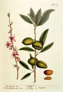 The Almond Tree, plate 105 from A Curious Herbal The Almond Tree, plate 105 from A Curious Herbal